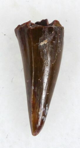 Eryops Tooth From Oklahoma - Giant Permian Amphibian #33549